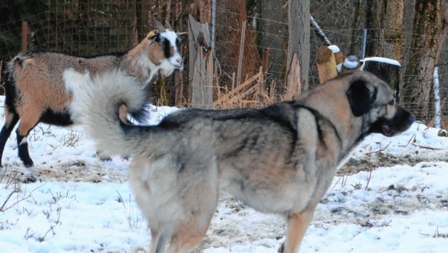 Die Arbeit mit den Ziegen erfolgt mit Ruhe, es gibt nur wenig Kommandos, Herdenschutzhunde arbeiten eigenständig. (Bild: Rojsek-Wiedergut Uta)