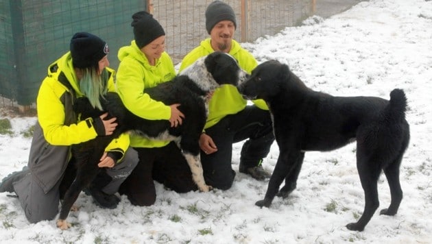 Leider werden viele dieser Hunde illegal nach Österreich geschmuggelt, Familie Lippitz würde sich strengere Kontrollen wünschen. (Bild: Rojsek-Wiedergut Uta)