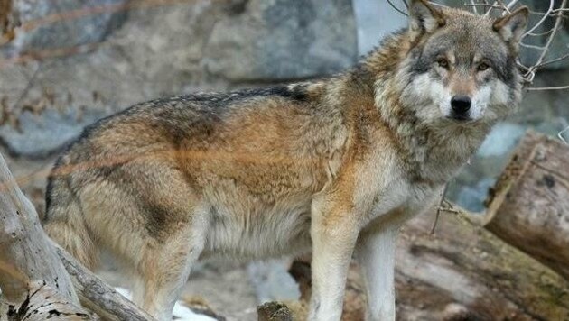 In Graubünden (Schweiz) hat der bei uns gesichtete Wolf einen Sender bekommen. Alle acht Stunden wird ein Signal gesendet, oft kann ein solches aber tagelang ausbleiben. (Bild: Christof Birbaumer)