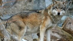 In Graubünden (Schweiz) hat der bei uns gesichtete Wolf einen Sender bekommen. Alle acht Stunden wird ein Signal gesendet, oft kann ein solches aber tagelang ausbleiben. (Bild: Christof Birbaumer)