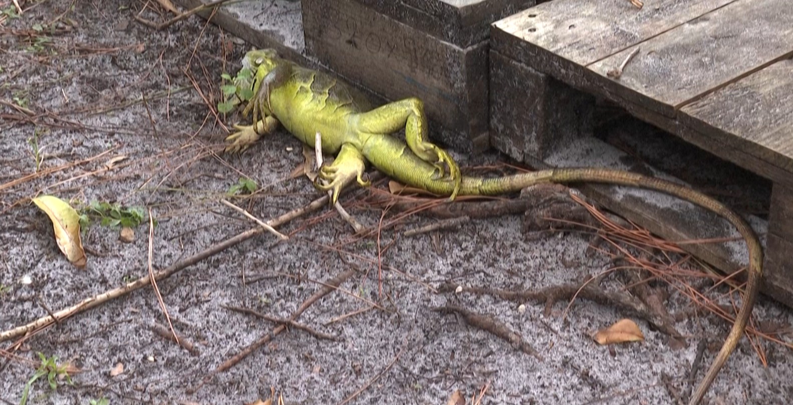 Erstarrt, aber nicht tot: Dennoch soll man die „eingefrorenen“ Leguane keinesfalls anfassen. (Bild: AFP)