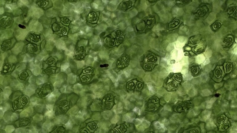 Stomata auf einem Begonienblatt (Bild: Douglas Clark)