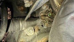 Das Abenteuer endete für die Katze glimpflich. (Bild: ZOOM.TIROL)