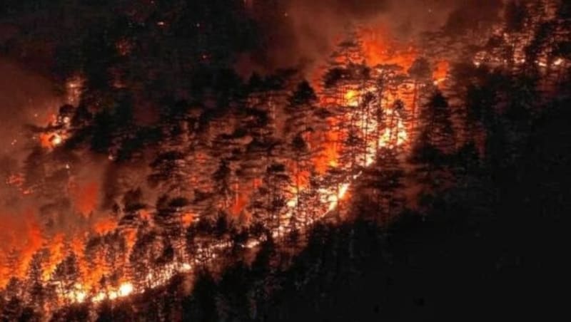 Waldbrand in Wien (Bild: wald.wien.gv.at)