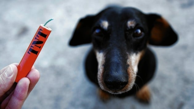 Activistas por los derechos de los animales piden urgentemente a los perros que también eviten el pánico.  (Imagen: littlewolf1989 - stock.adobe.com)