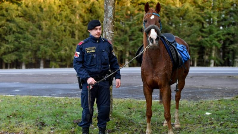 Neben den Grenzkontrollen wurden auch Pferde eingefangen... (Bild: © Harald Dostal / 2022)