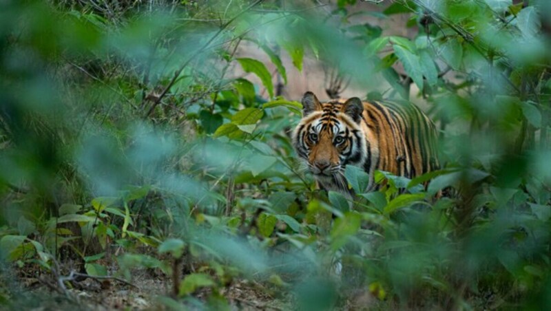 Tiger im Bandhavgarh National Park, Indien (Bild: Suyash Keshari / WWF-International)