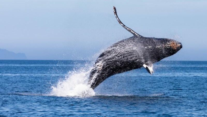 Buckelwal vor Kodiak Island, Alaska (Bild: WWF-US / Keith Arnold)