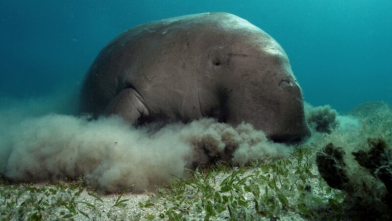 Ein Dugong (Gabelschwanzseekuh) frisst Seegras im Roten Meer. (Bild: Philipp Kanstinger / WWF)