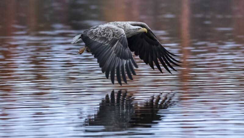 Seeadler (Bild: Olli Immonen / WWF)