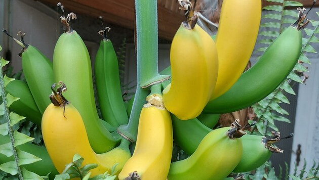 Gerhard Blabensteiner ist sicher: Er hat echte Waldviertler Bananen. (Bild: Gerhard Blabensteiner)