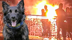 Szenen wie in der Halloweennacht will die Polizei mit Hunden verhindern (Bild: Markus Tschepp, Klemens Groh)