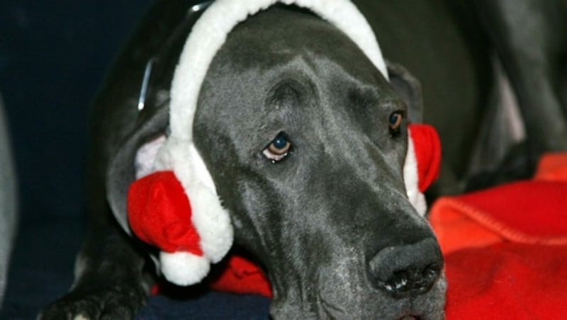 Besitzer von Hund, Katz und Co. versuchen jedenfalls krampfhaft, ihre Vierbeiner so gut wie nur möglich vor der Knallerei zu schützen. (Bild: JÜRGEN RADSPIELER)