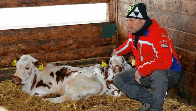 Posch im Stall mit zwei Kälbern seiner Pustertaler Sprinzen. (Bild: GERHARD SCHIEL)