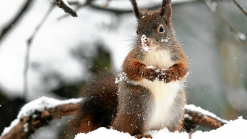 Wildtiere brauchen jetzt im Winter ihre Ruhe (Bild: Sabine König)