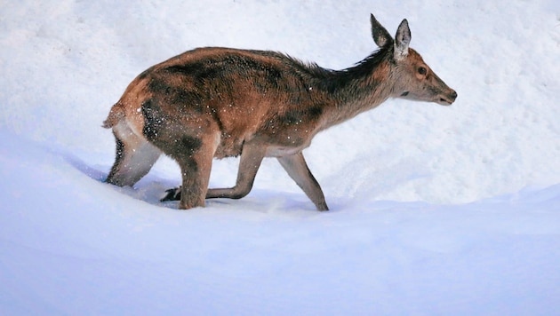 Rotwild im Schnee (Archivbild) (Bild: Wallner Hannes)