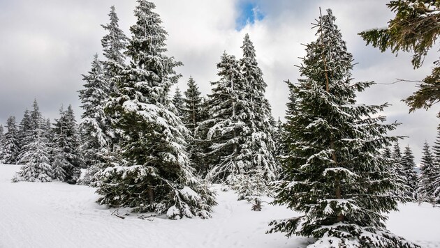 Winter im Riesengebirge bei Pec pod Snezkou (Tschechien) (Bild: stock.adobe.com/Rico Ködder)