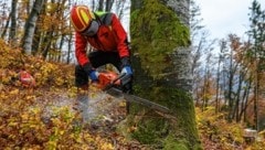 Bei Forstarbeiten steht die Sicherheit an erster Stelle. (Bild: KFV APA Fotoservice/Nachtschatt)