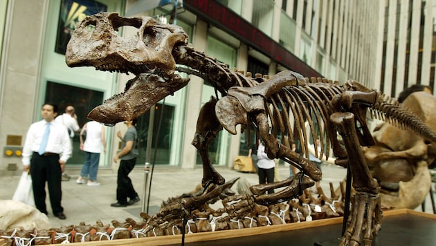 Das Skelett eines Psittacosaurus (Symbolbild) (Bild: 2004 Getty Images)