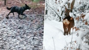 Este perro negro se ve cazando furtivamente casi todos los días.  (Imagen: zVg/Kronen Zeitung)