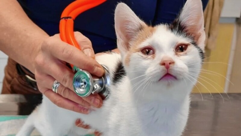 Der Großteil der abgenommenen Katzen war krank und verwahrlost - wie so oft bei Fällen von Animal Hoarding. (Bild: Tierheim Dechanthof)