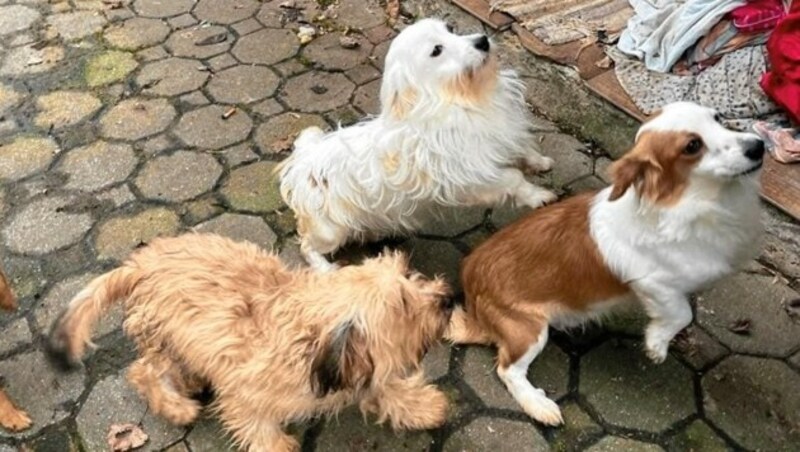 Nach dem Tod der Besitzerin wurden mehr als 50 Hunde zurückgelassen - Tierschützer suchen nun dringend neue Plätze! (Bild: Tierheim Bruck an der Leitha)