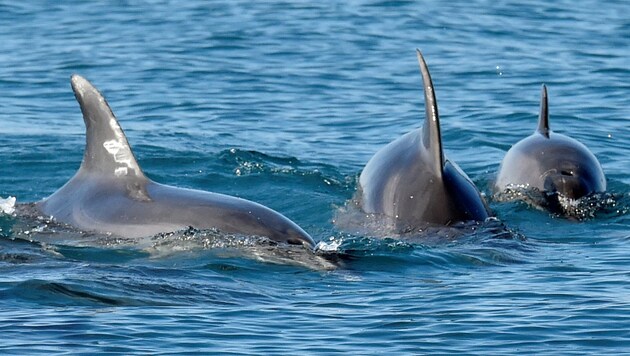 Tausende Delfine sind im Schwarzen Meer stumm verendet. (Bild: APA/Photo by RAYMOND ROIG/AFP)