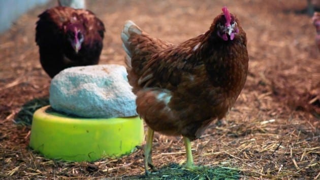 Die Hühner haben im sicheren Wintergarten genug Abwechslung. (Bild: Evelyn Hronek)