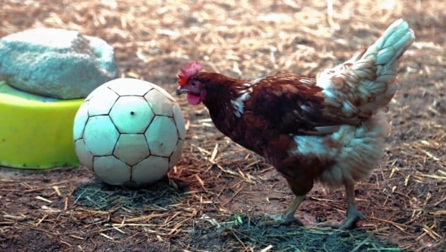 Sogar ein Fußball dient den Hühnern als Abwechslung. (Bild: Evelyn Hronek)