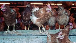 3000 Hühner sind in den großen Stallungen untergebracht. (Bild: Evelyn Hronek)