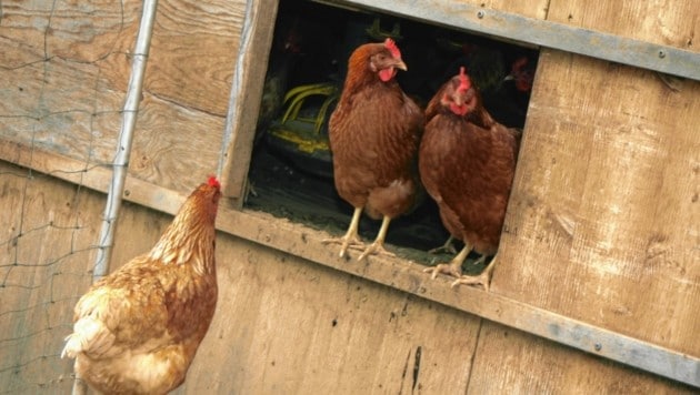 Am Biohof Schnögl müssen die Hühner nun in den Hütten bleiben. (Bild: Claudia Fischer)