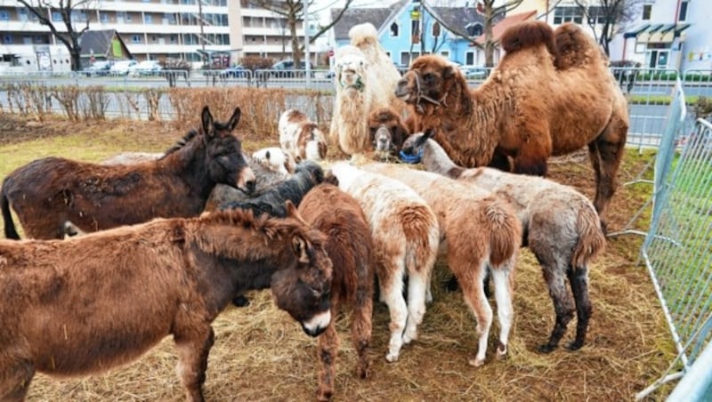 Tierhaltende Zirkusse sorgen immer öfter für Kritik. Die Zirkusfamilie betont aber, dass Tiere liebevoll betreut würden. (Bild: Sepp Pail)