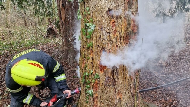 Mit einem Böller wurde ein Baum in Brand gesetzt. (Bild: FF Eisenstadt)