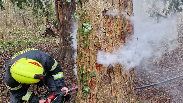 Mit einem Böller wurde ein Baum in Brand gesetzt. (Bild: FF Eisenstadt)