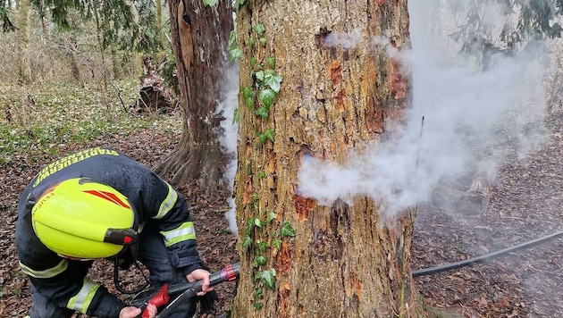 Mit einem Böller wurde ein Baum in Brand gesetzt. (Bild: FF Eisenstadt)