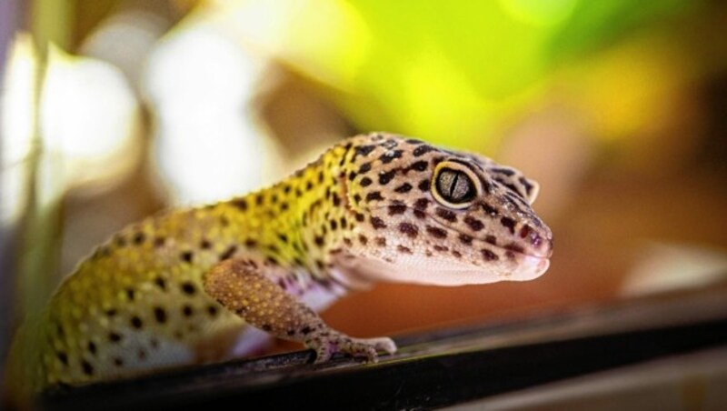 Leopardgeckos sind gesellige Reptilien und werden am besten in kleinen Gruppen gehalten. (Bild: TOW/Christian Houdek)