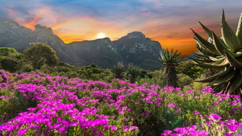 Kirstenbosch (Bild: Arnold - stock.adobe.com)