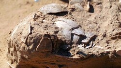 In der israelischen Negev-Wüste sind bei Ausgrabungen acht Jahrtausende alt Straußeneier (Bild) entdeckt worden. (Bild: Israel Antiquities Authority/Emil Eljam)