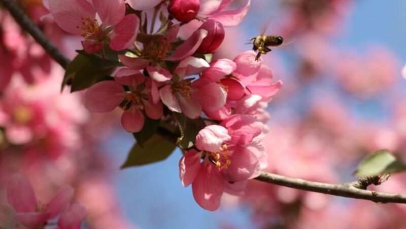 (Bild: Die Garten Tulln/Buchinger)