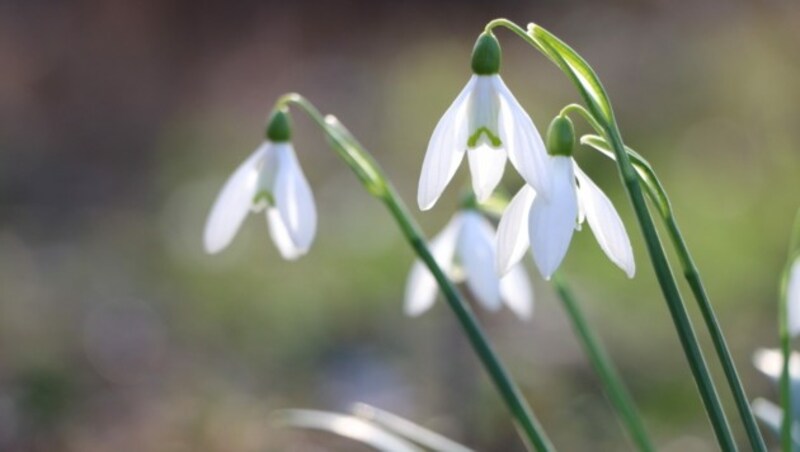 (Bild: Die Garten Tulln/Buchinger)