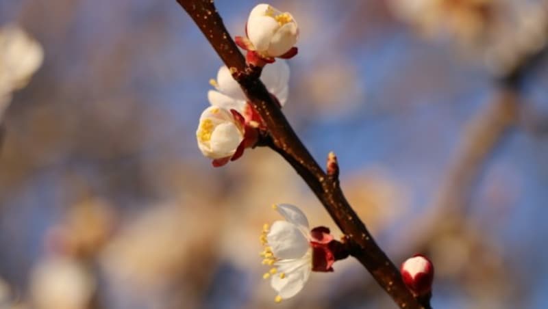 (Bild: Die Garten Tulln/Buchinger)