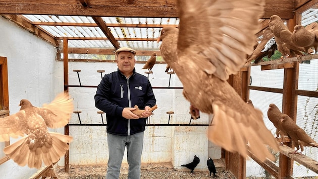 Rassetaubenzüchter Klemens Wukovatz mit seiner „Puppe“ in einer der Volieren. (Bild: Petra Klikovits)