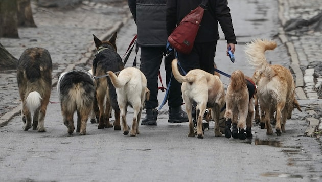 Die 28-jährige Hundesitterin in Caterham wurde von einem oder mehreren ihrer Schützlinge zu Tode gebissen (Symbolbild). (Bild: AFP)