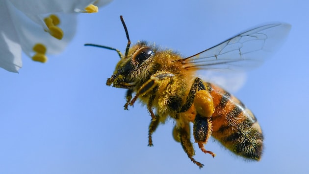 Carnica oder Nicht-Carnica? Ein Laie kann Bienenarten mit freiem Auge kaum unterscheiden - und auch Experten benötigen oft genaue Untersuchungen! (Bild: APA/zb/Patrick Pleul)