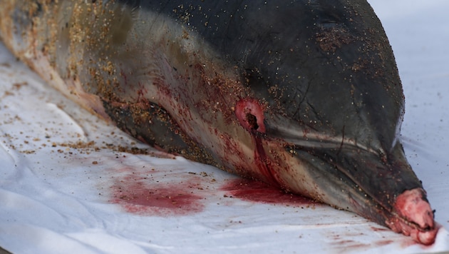 Ein toter Delfin an der französischen Küste. (Bild: APA/AFP/Sebastien SALOM-GOMIS)