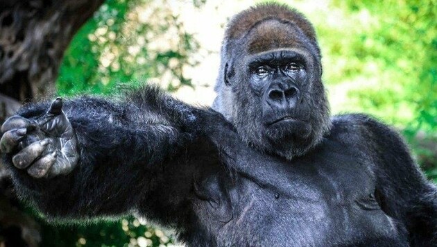 „Riu“, der „traurigste“ Gorilla der Welt, lebt seit Jahrzehnten in Gefangenschaft: Tierschützer wollen ihn nun befreien. (Bild: Change.org/Meta Parma)
