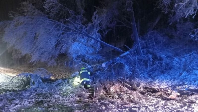 Mit Motorsäge und Muskelkraft entfernte die FF Glanegg vier Bäume von der Ossiacher Straße. (Bild: FF Glanegg)