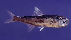 Laternenfische machen mehr als die Hälfte der Fischbiomasse in der Tiefsee aus. (Bild: Uni Wien/Konstantina Agiadi)