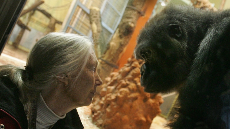 Die legendäre Primatenforscherin Jane Goodall mit einem Gorilla (Bild: ATTILA KISBENEDEK / AFP / picturedesk.com)