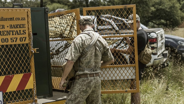 Mitglieder einer privaten Anti-Wilderei-Einheit gelang es, das entlaufene Tigerweibchen wieder einzufangen. (Bild: AFP)